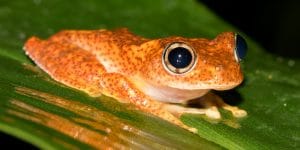 Boophis