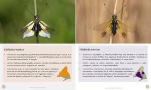 Guia Libelloides Madrid