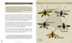 Guia Libelloides Madrid