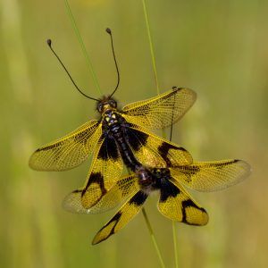 Libelloides longicornis